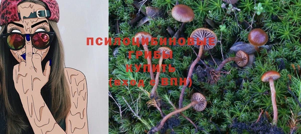 стаф Алзамай